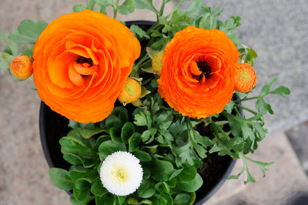 Red Trollius flowers blooming on a meadow in springの写真素材