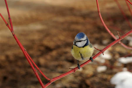 Tomtit (titmouse, chickadee, tit, Parus caeruleus) bird on a tree branch in springの写真素材