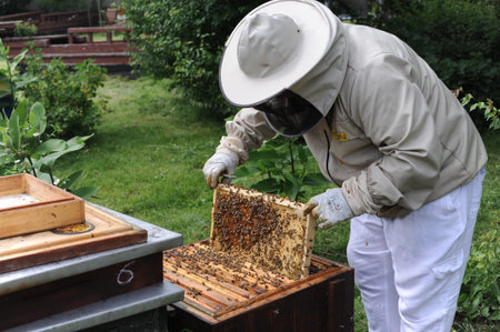 Beehives and beekeeper or apiarist in orchard in apiary for ecological and organic honey production...