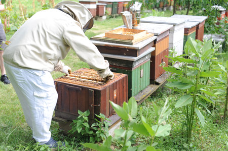 Beekeeper or apiarist at the beehive in orchard in apiary for ecological and organic honey...
