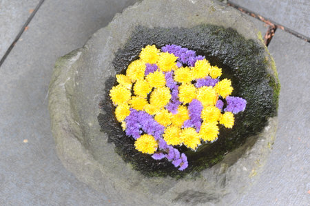Yellow and violet marigolds flowers petals in full bloom and blossom in circular flowerbedの写真素材