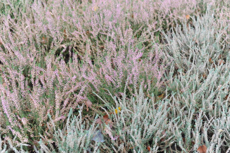Heather or heath on heathland in full bloom and blossom in autumn or fall in Europeの写真素材