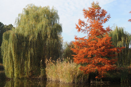 Colorful autumn leaves during foliage reflecting in a lake in a park and garden during Polish Golden Autumn season in Poland, Europeの写真素材