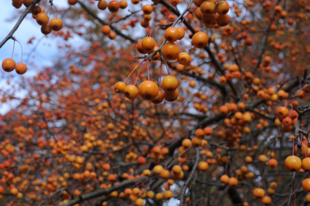 Small ovoid orange-yellow to deep orange fruits of crab apple tree in a garden in autumn in Europe