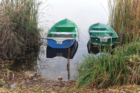 Rowing fishing boats anchored at the shore of a lake among weeds in Europeの写真素材