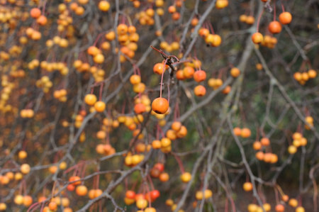 Small ovoid orange-yellow to deep orange fruits of crab apple tree in a garden in autumn in Europeの写真素材