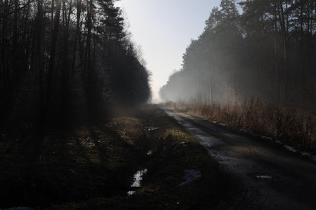 Foggy road in the forest at dawn. Early spring.の写真素材