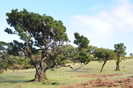 Laurel tree in laurel forest or laurissilva in evergreen forests in Madeira Natural Park Unesco...