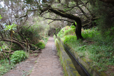 Levada or aqueduct or irrigation channel with hiking path or trail in the mountains with evergreen...