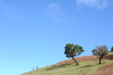 Laurel tree in laurel forest or laurissilva on a hill in evergreen forest with people hiking on...