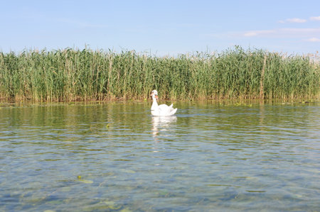 White swan swimming on a lake in a sunny day with reedsの写真素材