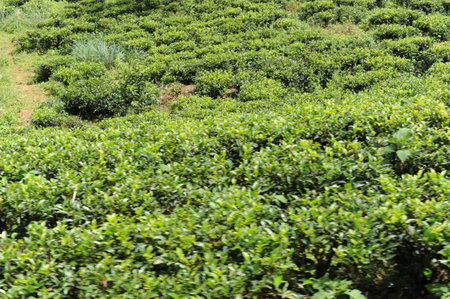 Tea plantation in Sri Lanka. Lush green tea leaves of tea plant (Camellia sinensis) on a tea plantation on a tea estate.の写真素材