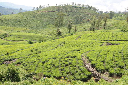 Tea plantation in Sri Lanka. Lush green tea leaves of tea plant (Camellia sinensis) on a tea plantation on a tea estate.の写真素材