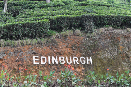 Edinburgh tea eastate with tea plantation in Nanu Oya, Sri Lanka. It is one of the oldest plantations and most popular tourist attractions in Sri Lanka.の写真素材