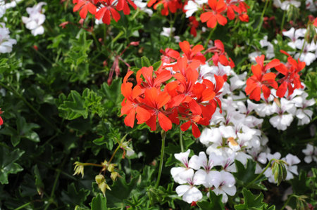 Beautiful white and red Pelargonium (geranium, storksbill) flowers in full bloom and blossom in a...