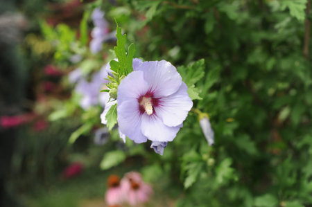 Purple hibiscus flower (Hibiscus syriacus) in bloom and blossom in a garden. A genus of flowering...