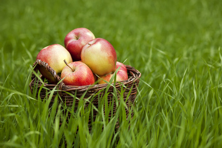 Apples in a basket on a meadowの写真素材