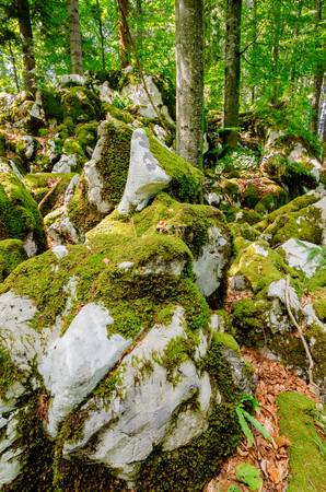 Picturesque limestones on Kocevski Rog mount, Bela Krajina (White Carniola) region in Slovenia, Europe.の写真素材