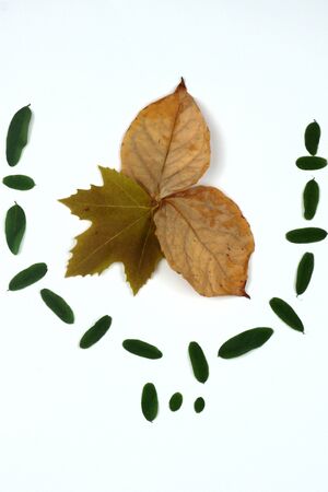 summer leafs on white backgroundの写真素材