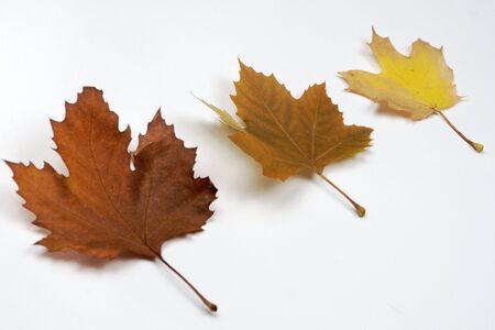 summer leafs on white backgroundの写真素材