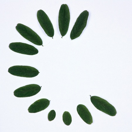 summer leafs on white backgroundの写真素材