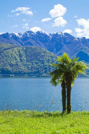 palm near the lake in switzerlandの写真素材