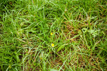 Grass detailの写真素材