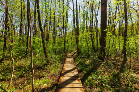 Forest in spring, details of European landscapeの写真素材