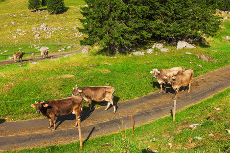 Mountain landscape. with cowsの写真素材