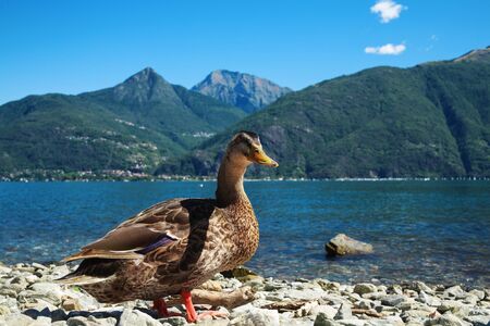 Wild ducks on the shore of Lake Comoの写真素材
