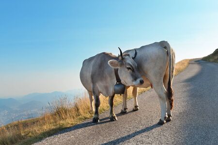 two swiss cows on a mountain roadの写真素材