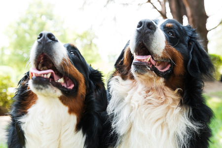 Bernese mountain dog, on the grassの写真素材