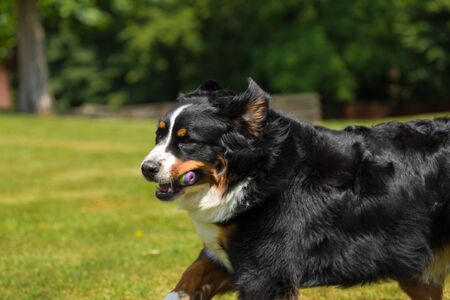 Bernese mountain dog, on the grassの写真素材