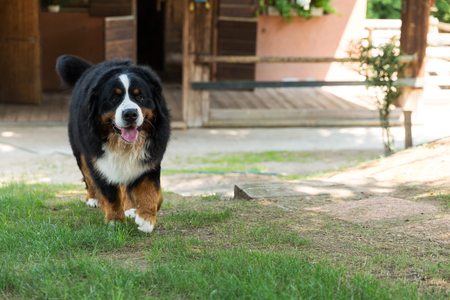 Bernese mountain dog, on the grassの写真素材