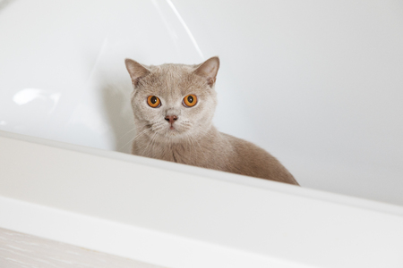 British shorthair cats at homeの写真素材
