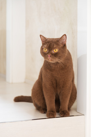 British shorthair cats at homeの写真素材