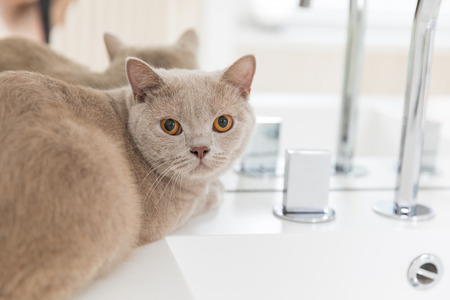 British shorthair cats at homeの写真素材