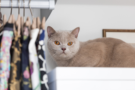 British shorthair cats at homeの写真素材