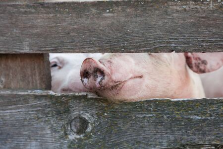 breeding pigs in the stableの写真素材