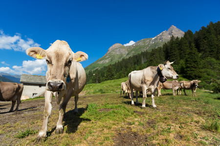 grazing cows at alpine meadowsの写真素材