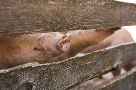breeding pigs in the stableの写真素材