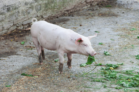 pig eating a green leafの写真素材