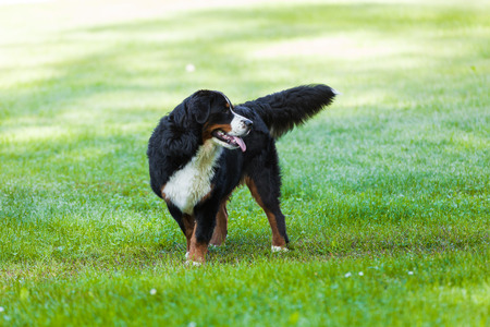Bernese dog in the meadowの写真素材