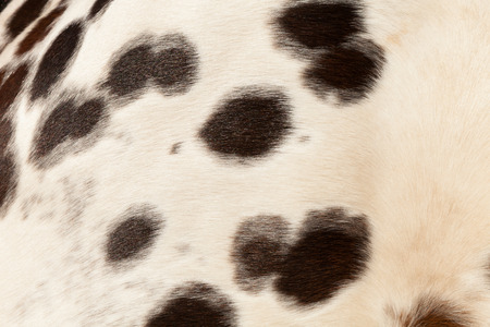 Horse hair background, textureの写真素材