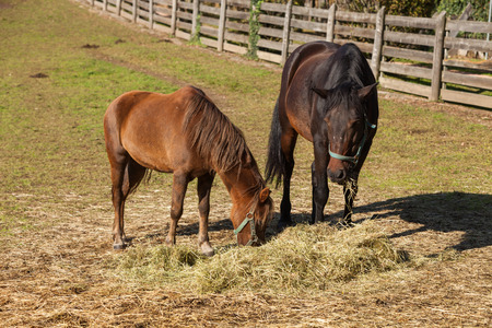 Free horses in the enclosure of the farmの写真素材