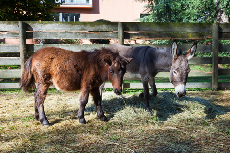 Animals in the enclosure of the farmの写真素材