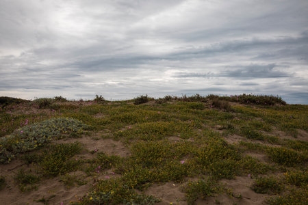 Sandy path in the middle of maritime vegetation. Very cloudy sky. Nobody insideの写真素材