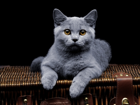Young british cat lying on suitcase and looking at cameraの写真素材
