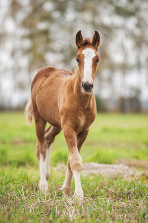 Chestnut baby foal of draught horseの写真素材