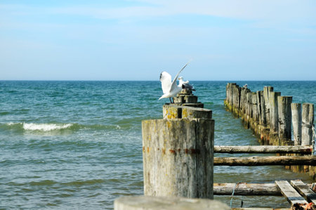 seagull on wooden groynes in the baltic sea の写真素材